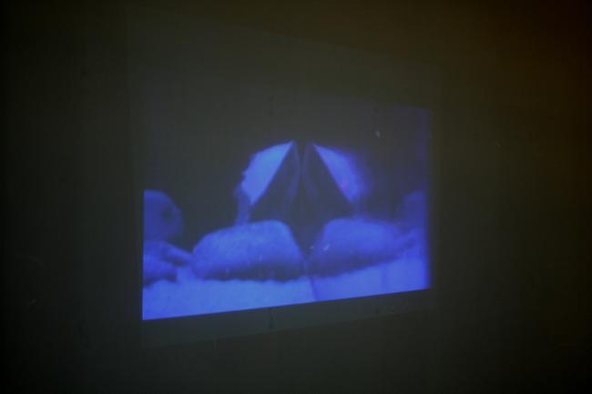 Horseshoe Crab film projection