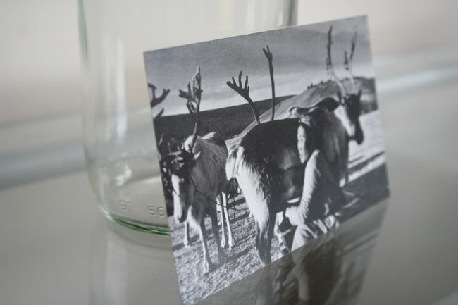 Postcard of milking (Mongolian Reindeer)