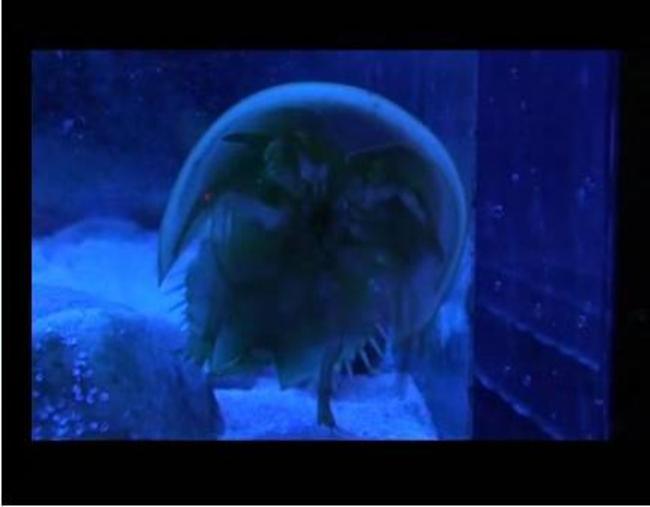 Blue Blood (the borrowing)