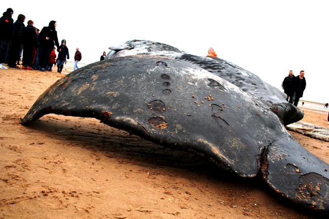 Touching the Whale