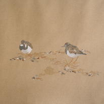 Turnstones, Salthouse 2008