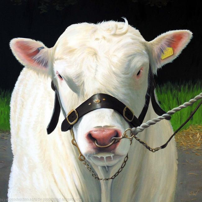 Charolais Bull, Oil Painting