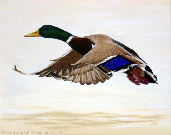 Duck, Painting