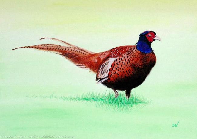 Pheasant, Painting