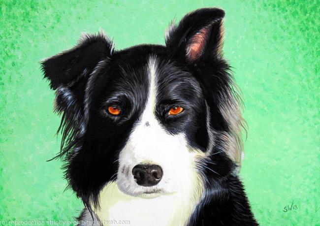 Border Collie, Painting