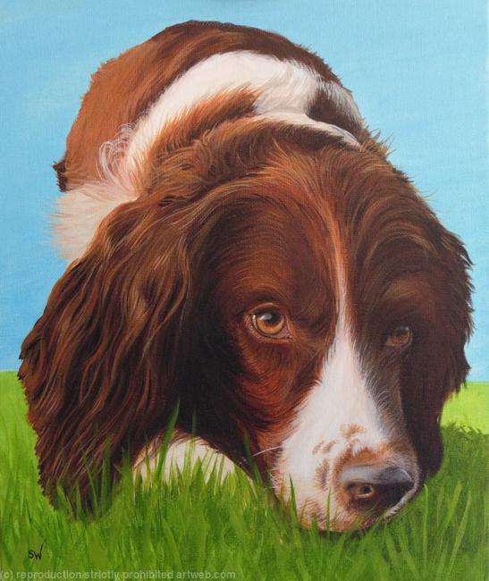 Springer Spaniel, Painting