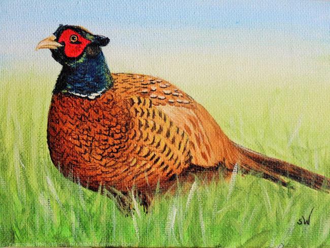 Male Pheasant Mini Painting