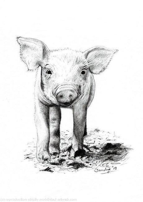 Piglet, Drawing