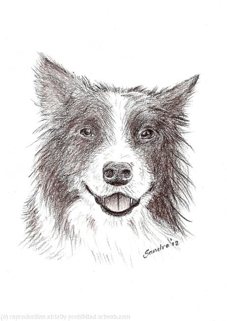Border Collie, Drawing