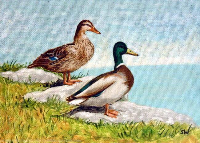 Ducks Couple, Mini Painting