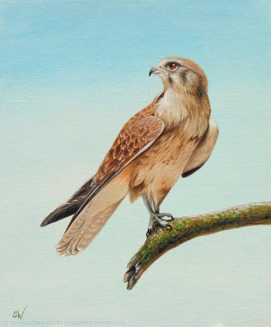 Brown Falcon, Painting
