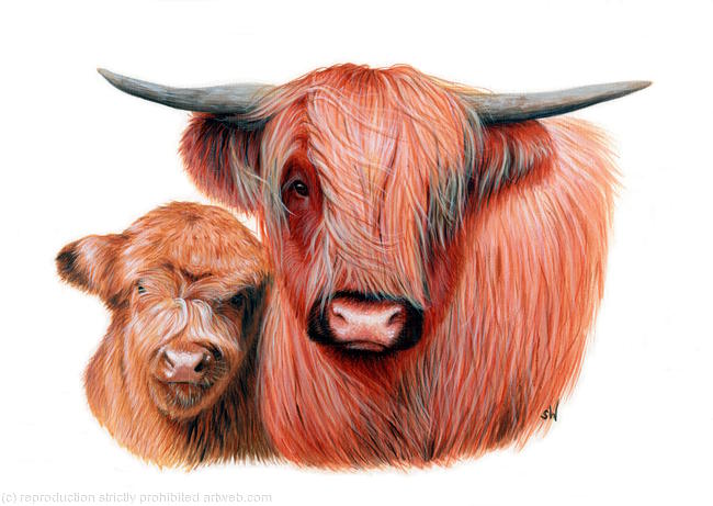 Highlander with Calf Painting
