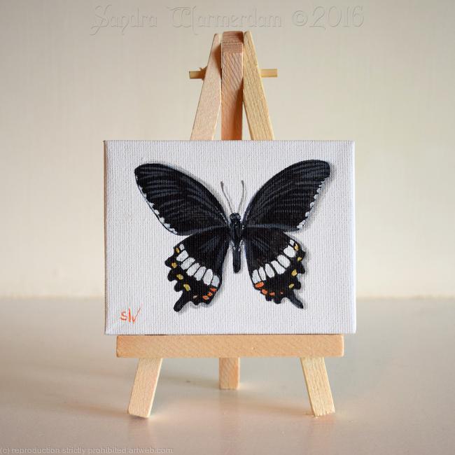 Common Mormon Butterfly