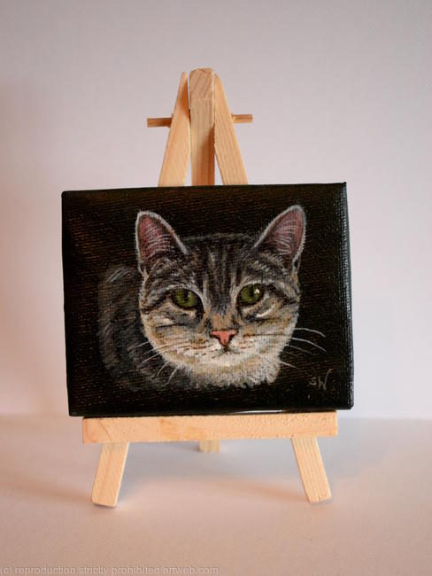 Grey Tabby Cat