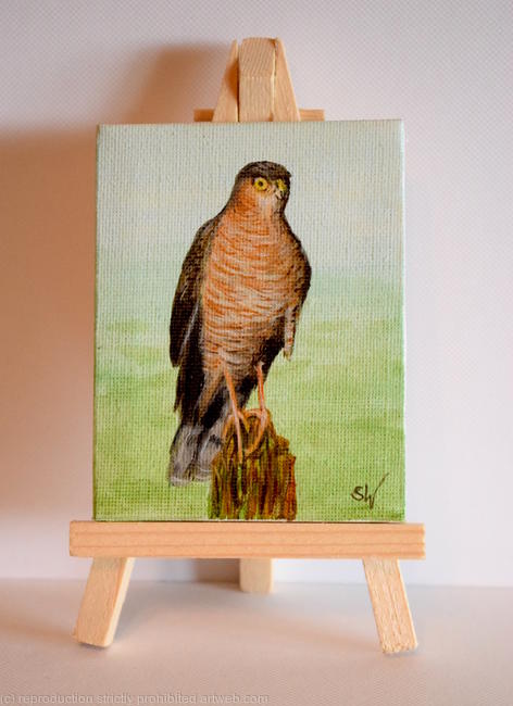 Sparrowhawk