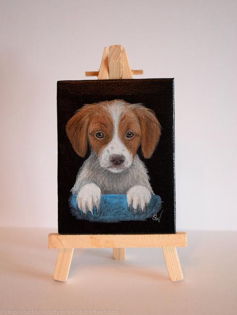 Spaniel Pup