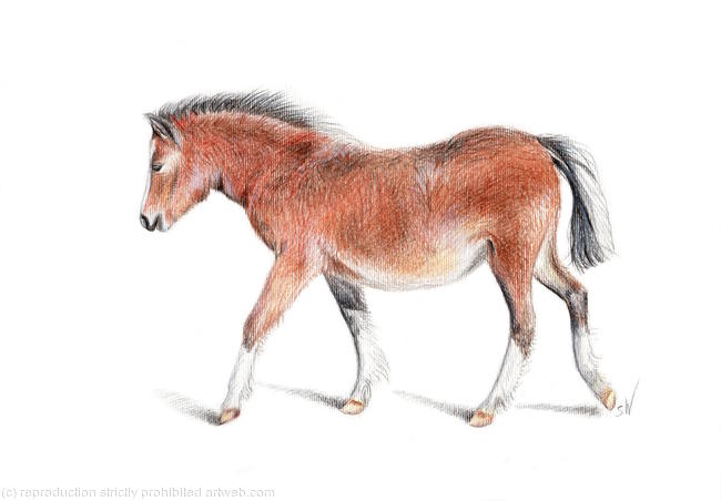 Wild Pony Drawing