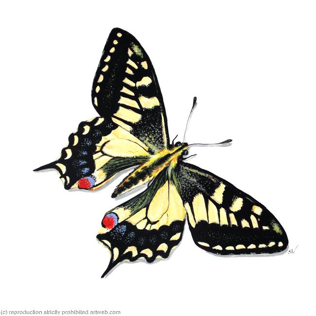 Swallowtail Butterfly