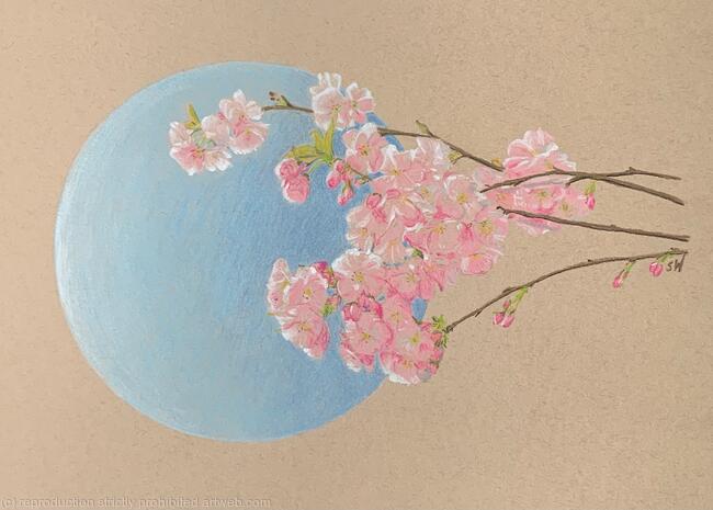 Cherry Blossom