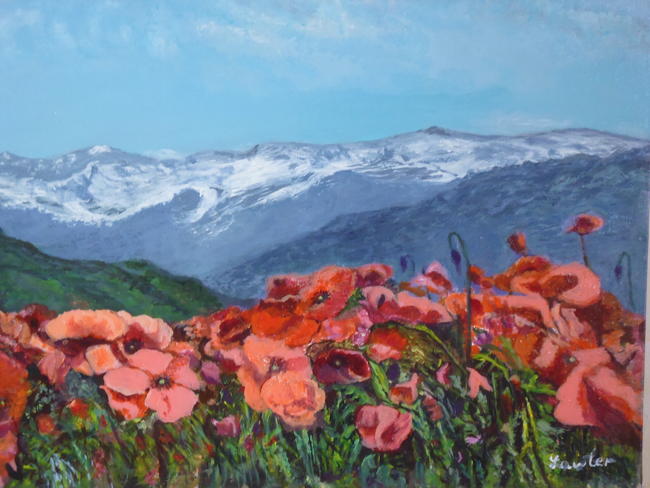 Mountain poppies