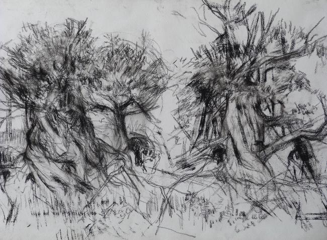 Borrowdale Yews I