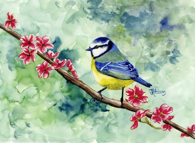 Blue Tit and Blossom
