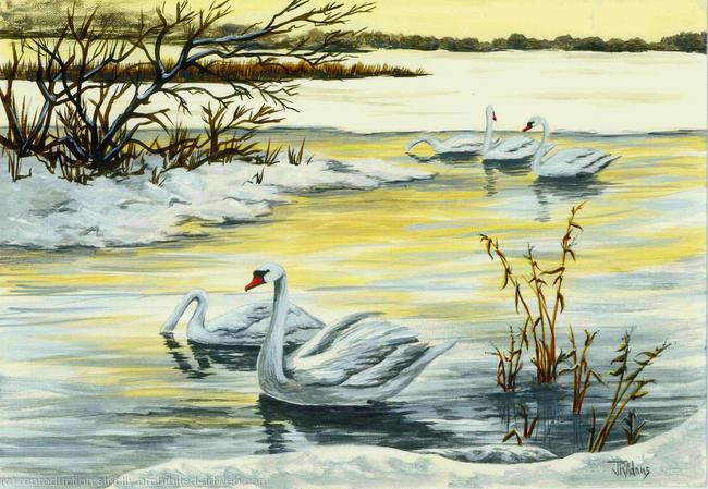 Swans