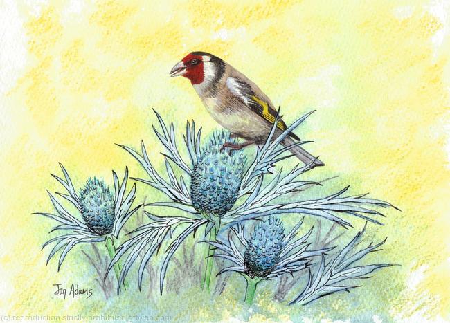 Goldfinch on Thistles