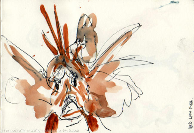 lion fish