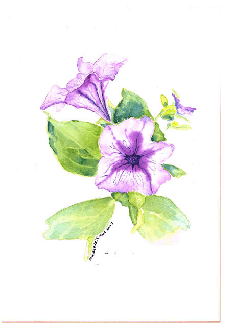 Petunia