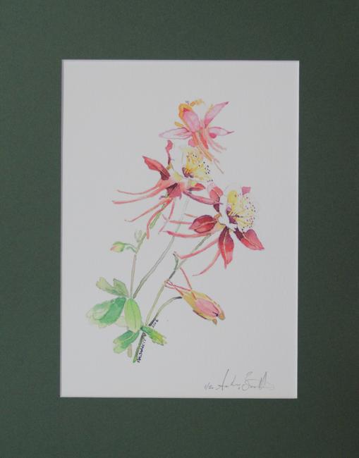 Aquilegia