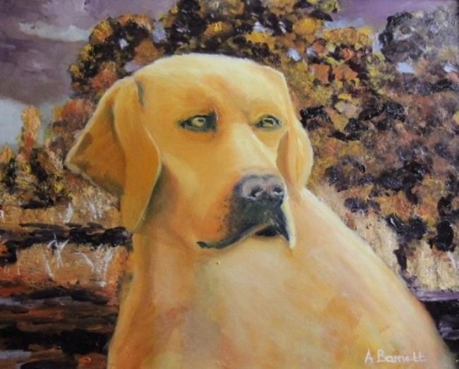 Golden Labrador