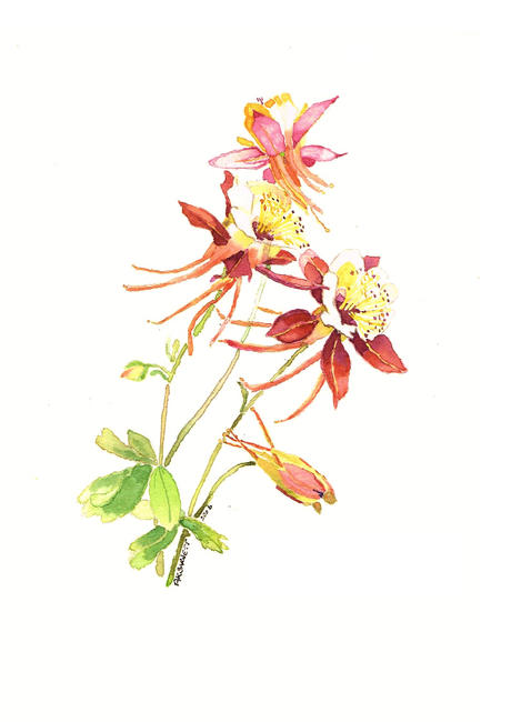 Aquilegia