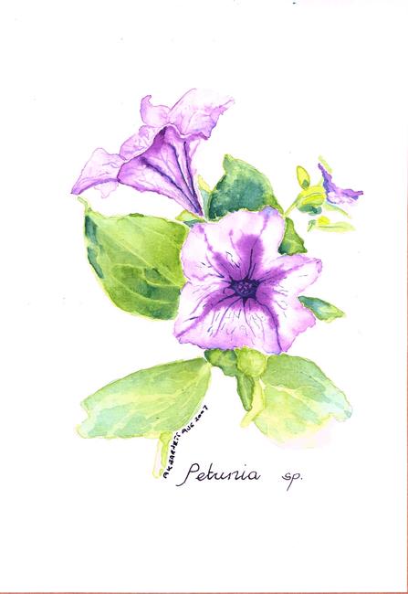 Petunia