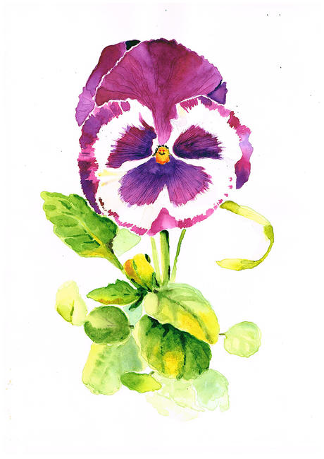 Pansy