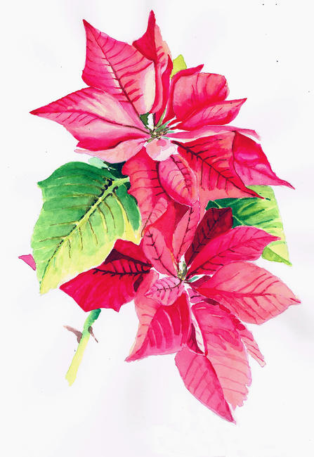poinsetia