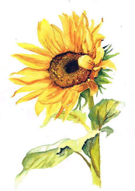 Sunflower
