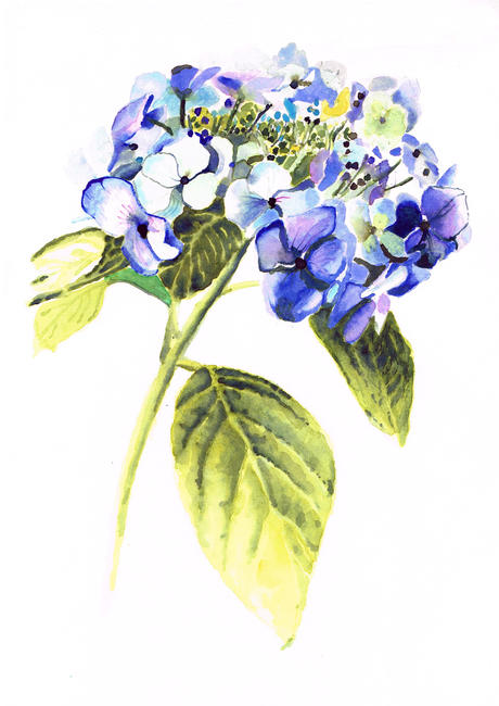 Hydrangea