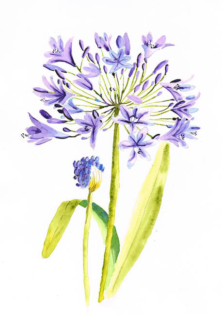Agapanthus