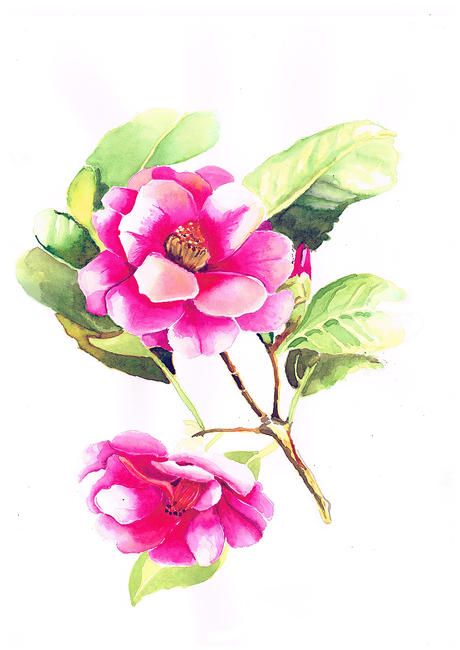 camellia
