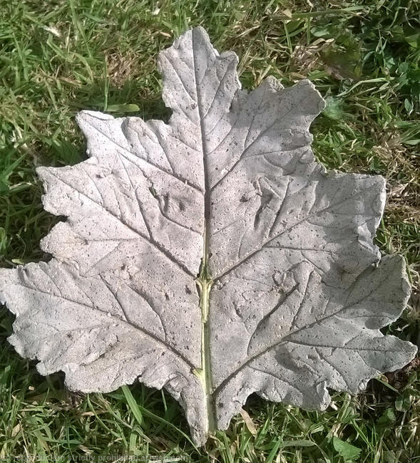 Concrete leaf 03