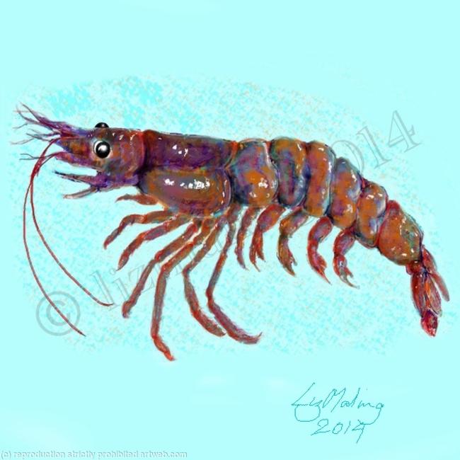 Prawn