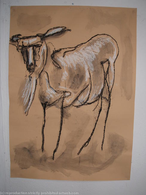 Bearded Goat
