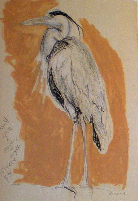 heron sketchs-1