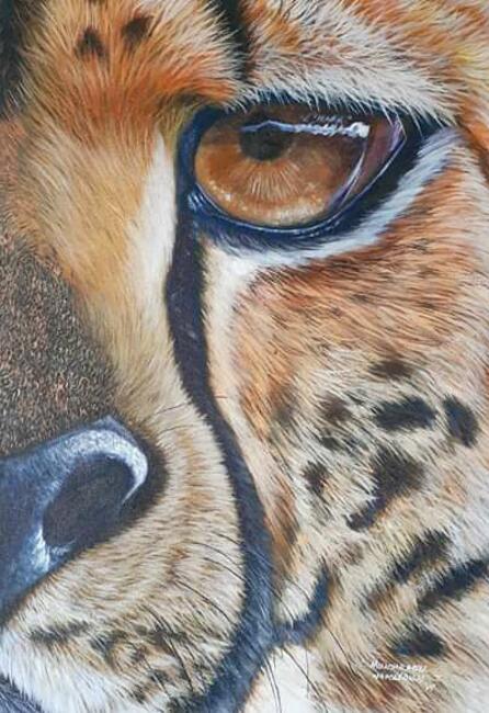 Calculative Gaze - Cheetah