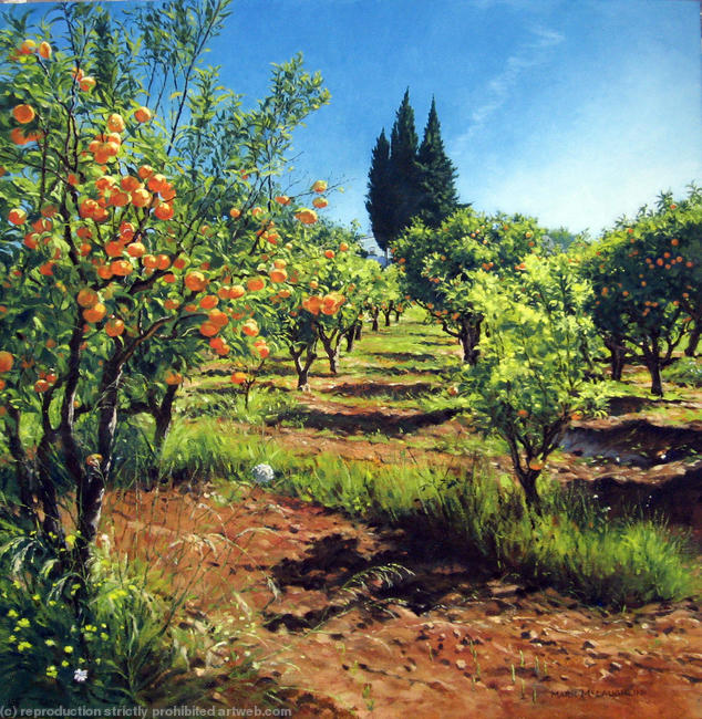Orange groves, Quinta Mimosa, Algarve. Portugal