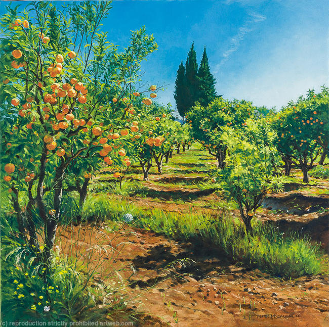Orange groves, Quinta Mimosa. Algarve