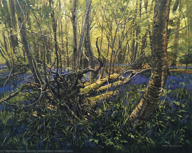 Bluebell woods