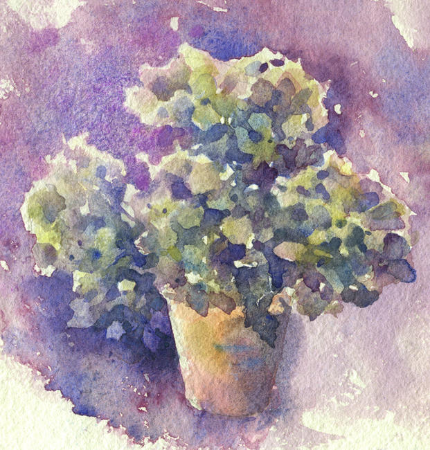 Dried Hydrangeas