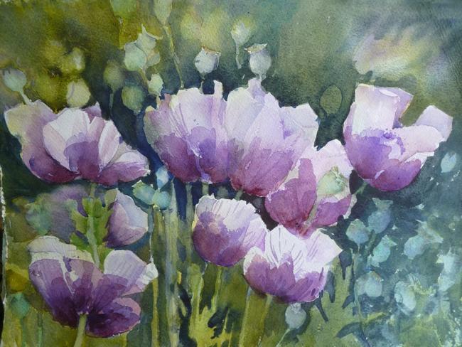 Opium Poppies